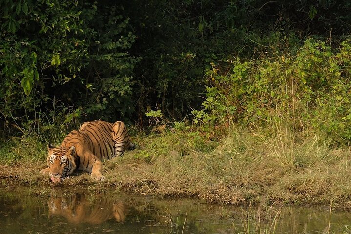 Sariska Tiger Reserve Assistance for Gypsy Private Safari Tickets