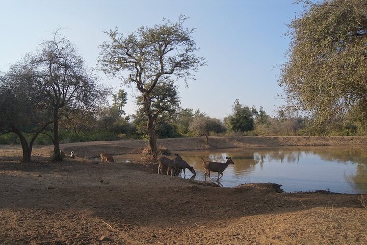 Sariska Tiger Reserve Assistance for Gypsy Private Safari Tickets