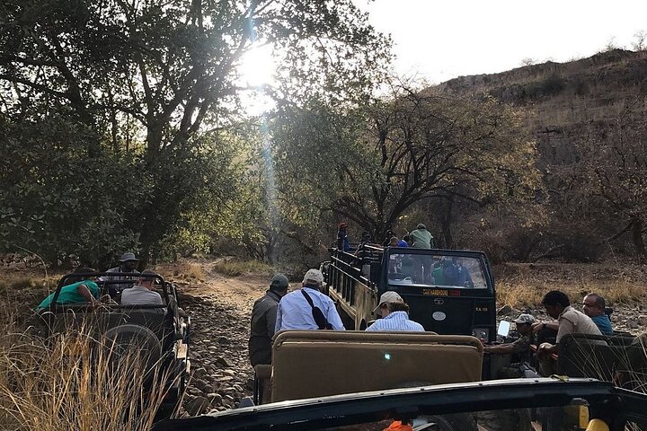 Sariska Tiger Reserve Assistance for Gypsy Private Safari Tickets