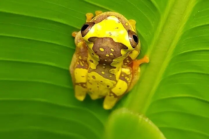 Cultural: Coffee & Chocolate Tour+Wildlife Trail+Waterfall Swim