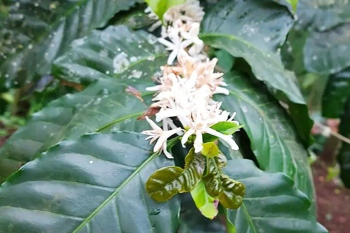 Cultural: Coffee & Chocolate Tour+Wildlife Trail+Waterfall Swim