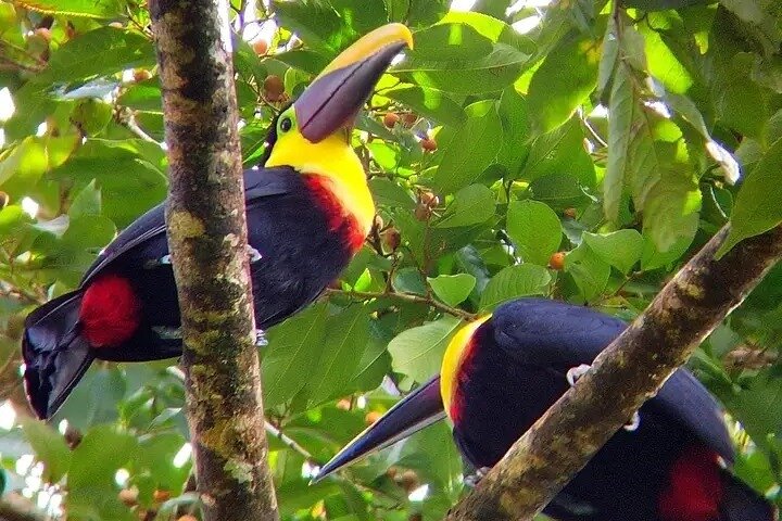 Cultural: Coffee & Chocolate Tour+Wildlife Trail+Waterfall Swim