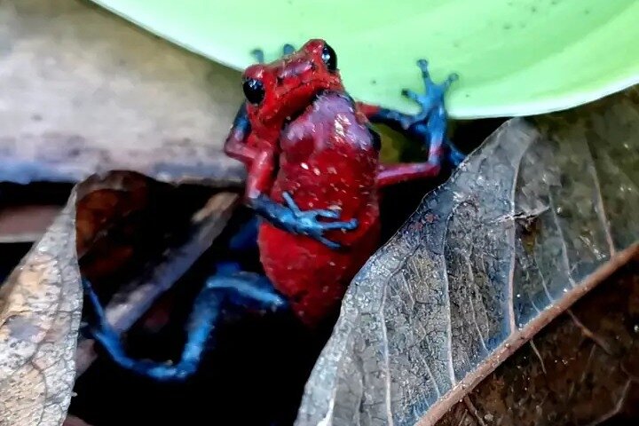Cultural: Coffee & Chocolate Tour+Wildlife Trail+Waterfall Swim