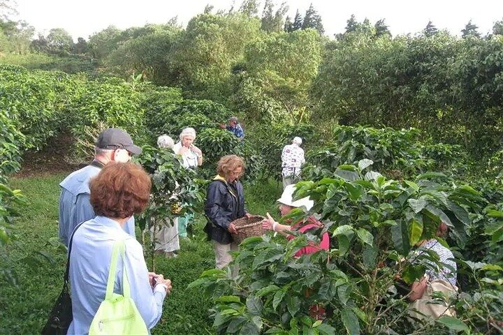 Cultural: Coffee & Chocolate Tour+Wildlife Trail+Waterfall Swim