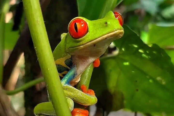 Cultural: Coffee & Chocolate Tour+Wildlife Trail+Waterfall Swim