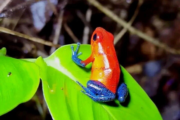 Cultural: Coffee & Chocolate Tour+Wildlife Trail+Waterfall Swim