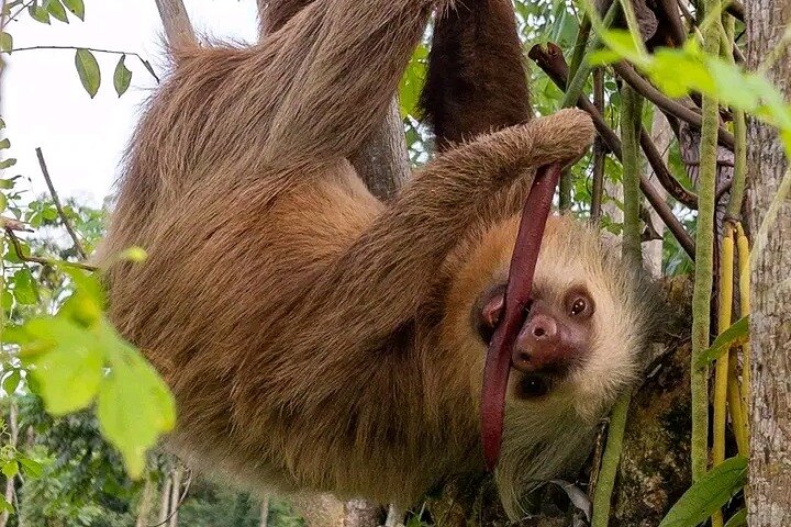 Cultural: Coffee & Chocolate Tour+Wildlife Trail+Waterfall Swim