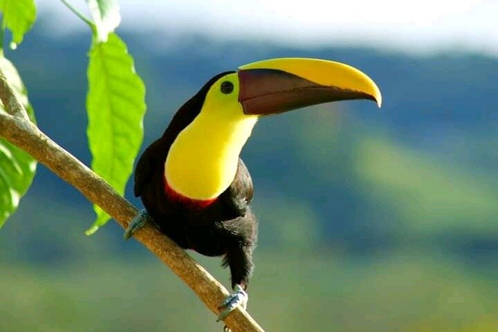 Cultural: Coffee & Chocolate Tour+Wildlife Trail+Waterfall Swim