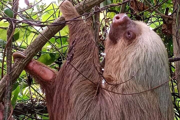 Cultural: Coffee & Chocolate Tour+Wildlife Trail+Waterfall Swim
