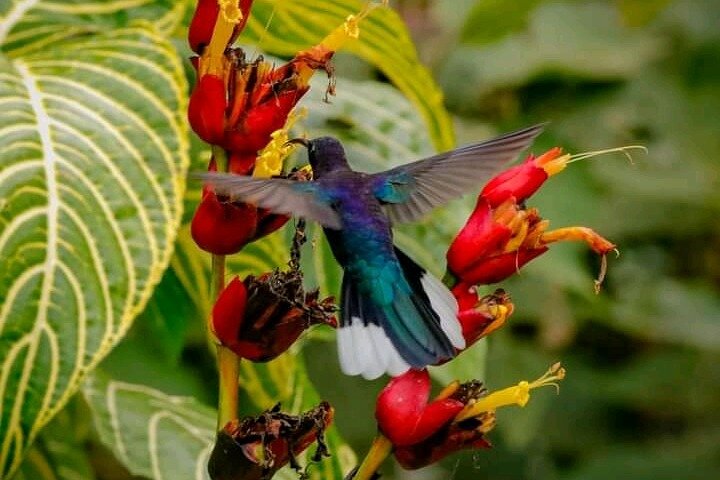 Cultural: Coffee & Chocolate Tour+Wildlife Trail+Waterfall Swim