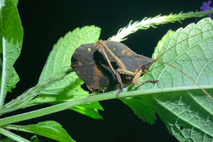 Night Adventures in Monteverde