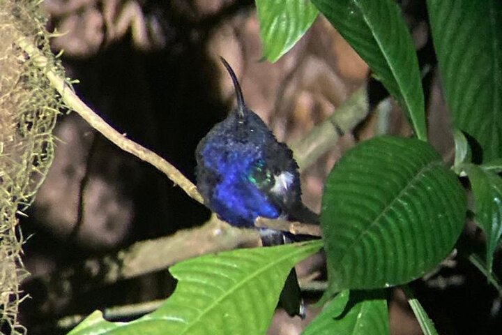 Night Adventures in Monteverde