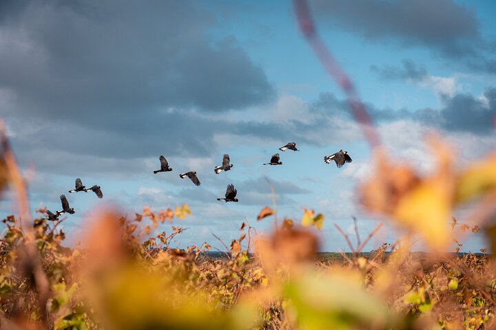 Hidden Gems of Margaret River: Wine, Italian Lunch & Emu Feeding