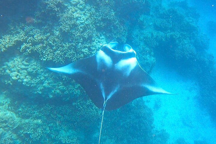 Full-day Lagoon Safari Tour with Lunch in Bora Bora - Shared tour