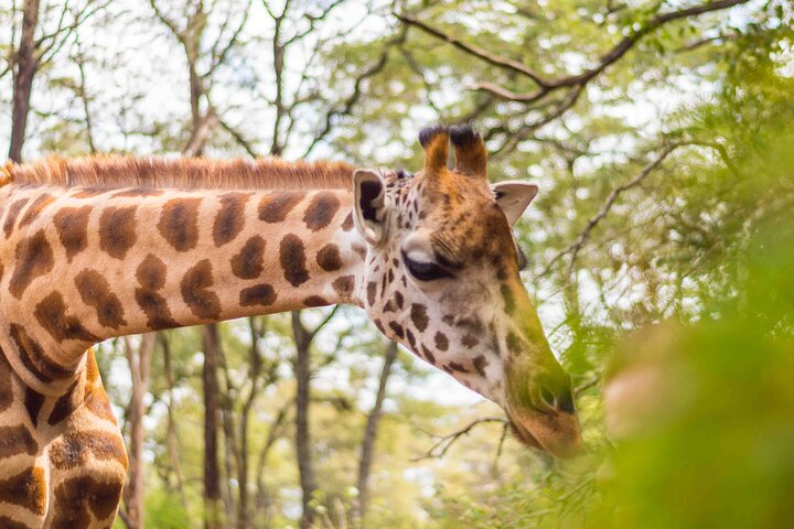 Nairobi National Museum, Giraffe Center & Bomas Kenya Guided Tour