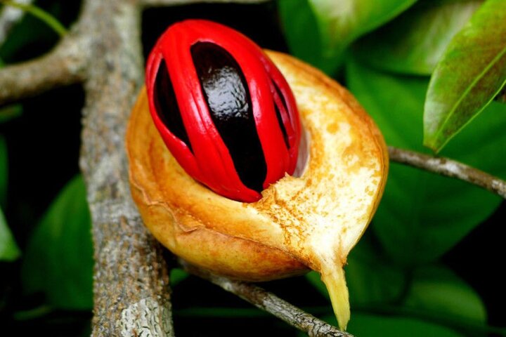 Mnemba Dolphin Tour, Cooking Class, Spice Tour, Horseback Riding