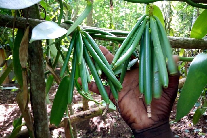 Mnemba Dolphin Tour, Cooking Class, Spice Tour, Horseback Riding