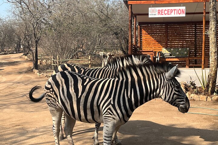 All Inclusive 2 Day Kruger Safari from Nelspruit