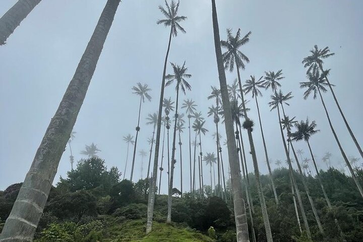 Salento, Cócora and Hot Springs Tour from Pereira or Armenia