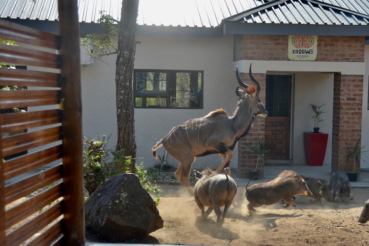 All Inclusive 2 Day Kruger Safari from Nelspruit