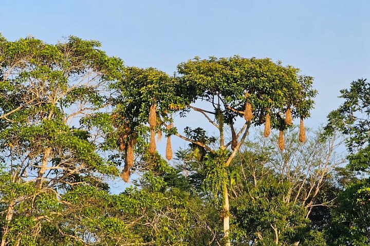 Amazon Jungle & Baños Adventure City: 4 Days of Nature & Wildlife