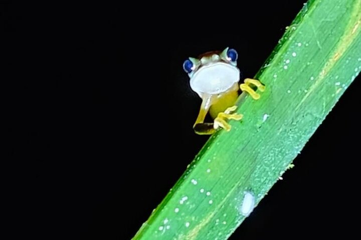 Amazon Jungle & Baños Adventure City: 4 Days of Nature & Wildlife