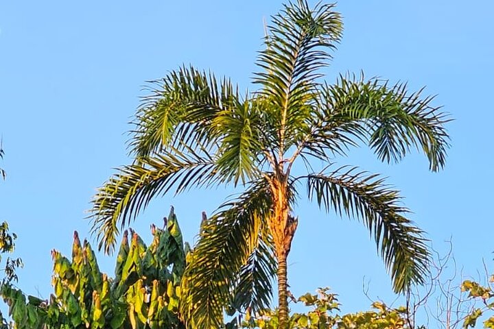 Amazon Jungle & Baños Adventure City: 4 Days of Nature & Wildlife