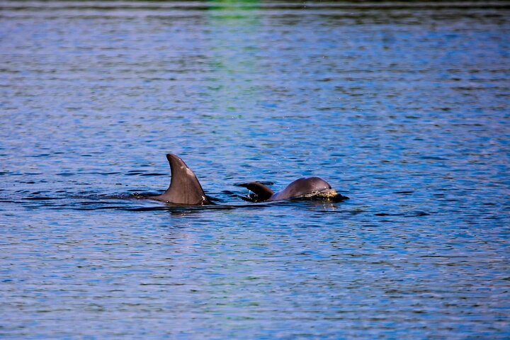 Cocoa Beach Dolphin and Wildlife Tour