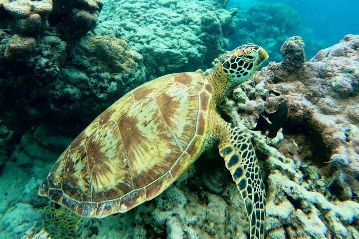 Eco Friendly Sea Scooter Turtle Tour in Rarotonga