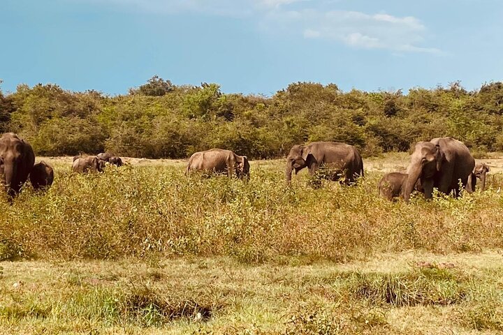 Udawalawe National Park Half Day Jeep Safari (Private Tour)