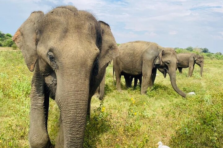 Udawalawe National Park Half Day Jeep Safari (Private Tour)