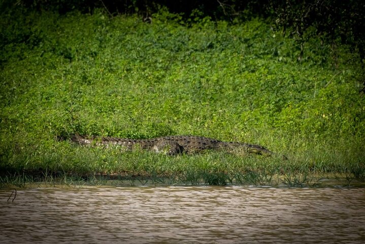 Udawalawe National Park Half Day Jeep Safari (Private Tour)
