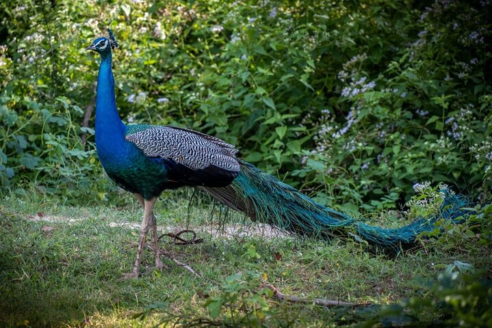 Udawalawe National Park Half Day Jeep Safari (Private Tour)