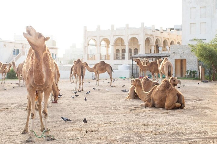 Doha layover, Stopover,Transit (4 Hours Private guided city tour)