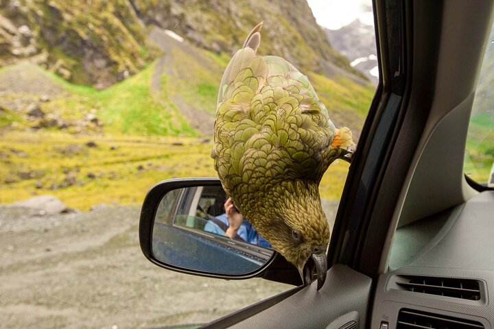 Christchurch to Arthur's Pass Tours + TranzAlpine Train & Lunch