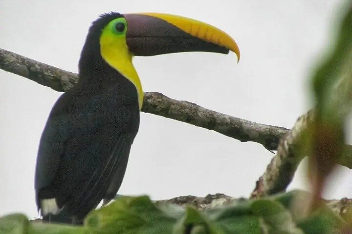 Cultural: Coffee & Chocolate Tour+Wildlife Trail+Waterfall Swim