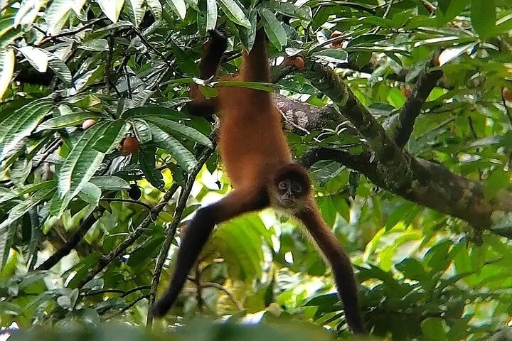 Cultural: Coffee & Chocolate Tour+Wildlife Trail+Waterfall Swim