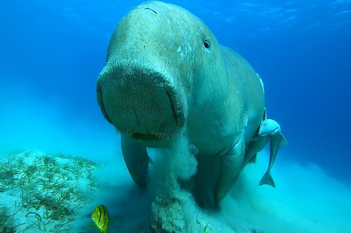 Marsa Mubarak snorkeling with dugong and turtles - marsaalam