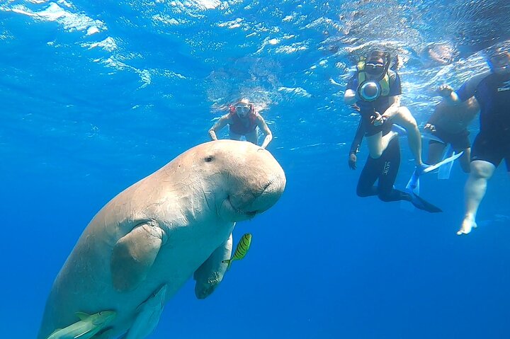 Marsa Mubarak snorkeling with dugong and turtles - marsaalam