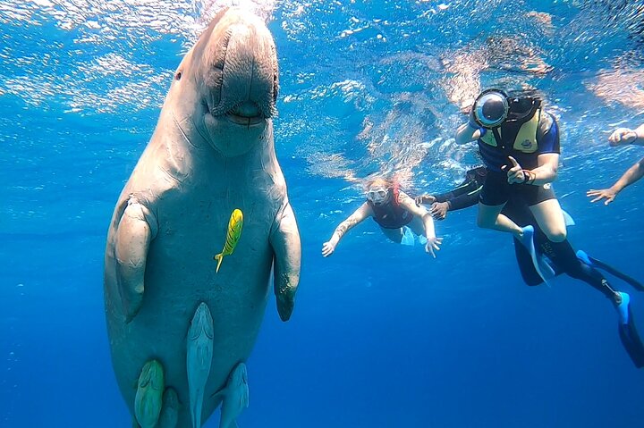 Marsa Mubarak snorkeling with dugong and turtles - marsaalam