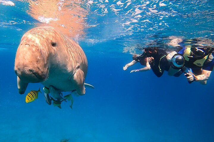Marsa Mubarak snorkeling with dugong and turtles - marsaalam
