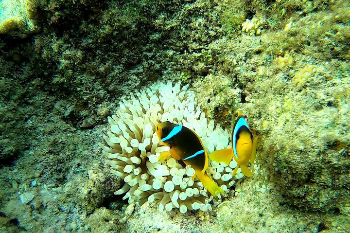 Marsa Mubarak snorkeling with dugong and turtles - marsaalam