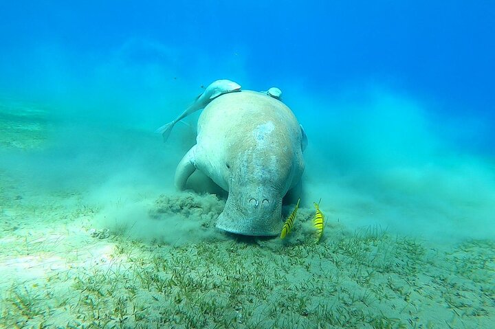 Marsa Mubarak snorkeling with dugong and turtles - marsaalam
