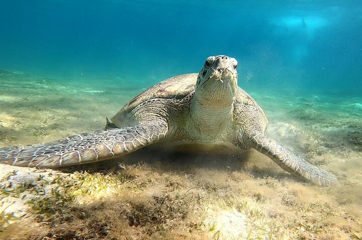 Marsa Mubarak snorkeling with dugong and turtles - marsaalam