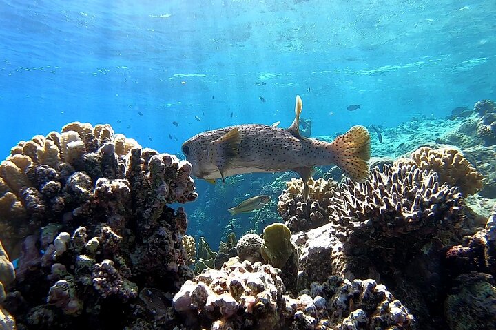 Marsa Mubarak snorkeling with dugong and turtles - marsaalam