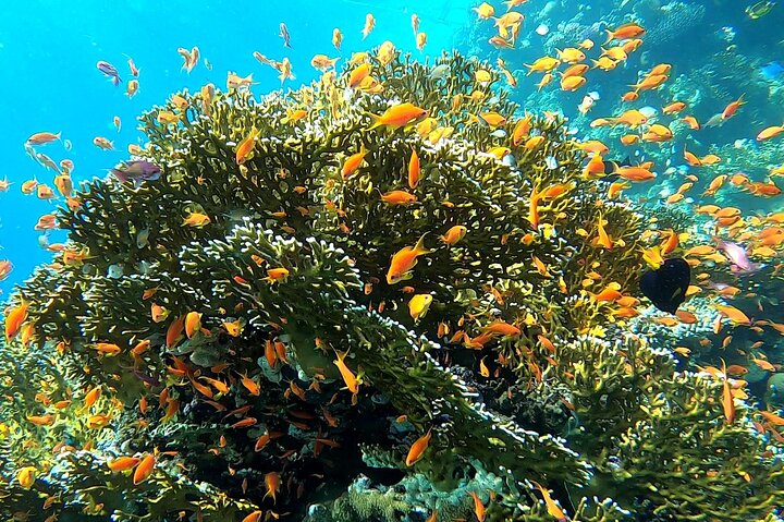 Marsa Mubarak snorkeling with dugong and turtles - marsaalam