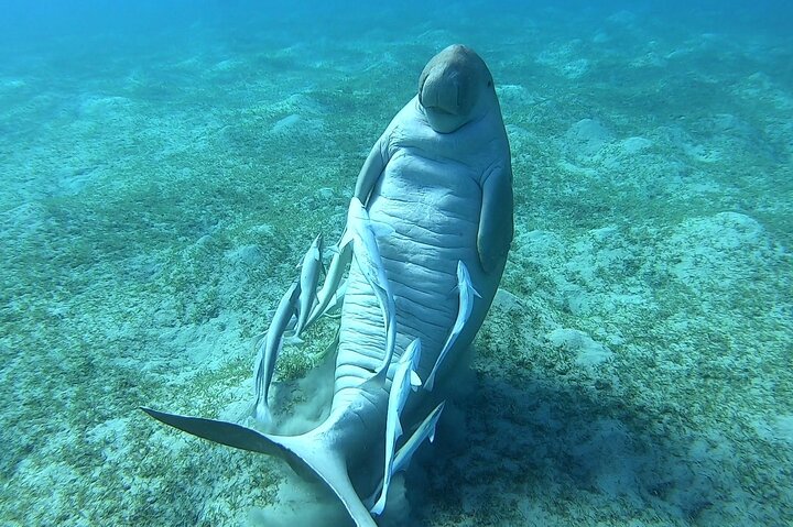 Marsa Mubarak snorkeling with dugong and turtles - marsaalam