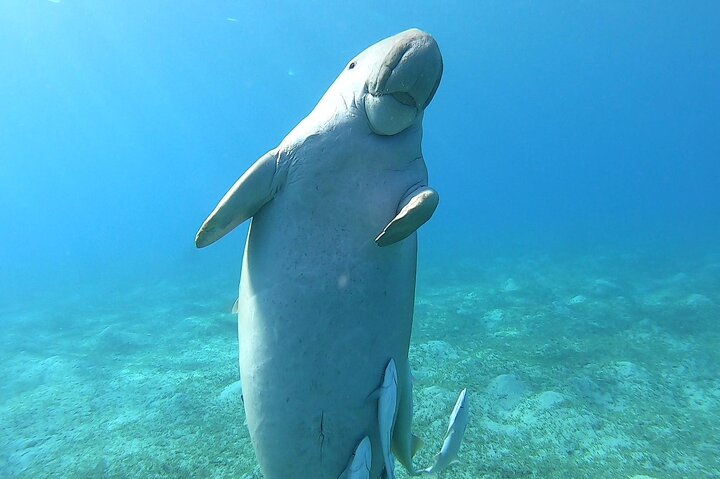 Marsa Mubarak snorkeling with dugong and turtles - marsaalam