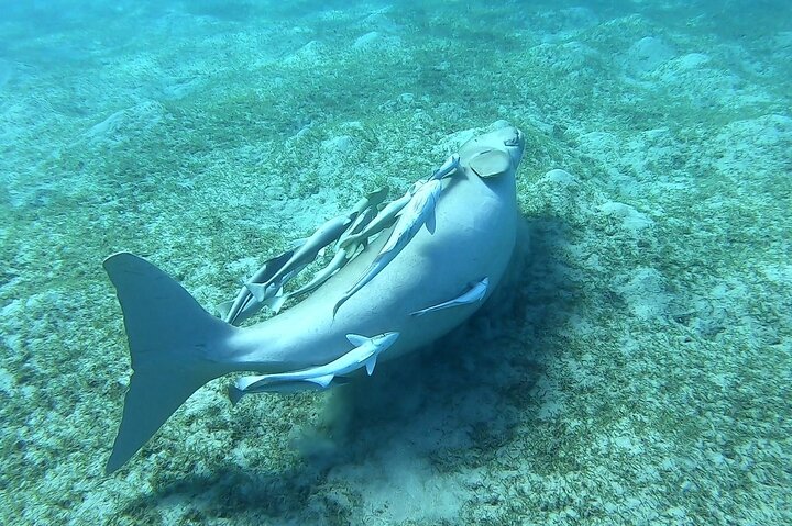 Marsa Mubarak snorkeling with dugong and turtles - marsaalam