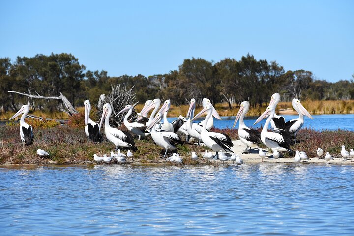Murray River Lunch Cruise